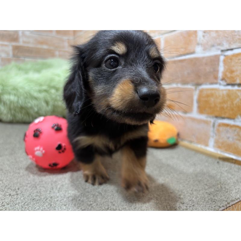 販売中の奈良県のカニンヘンダックスフンド(ロングヘアード)-433398の9枚目