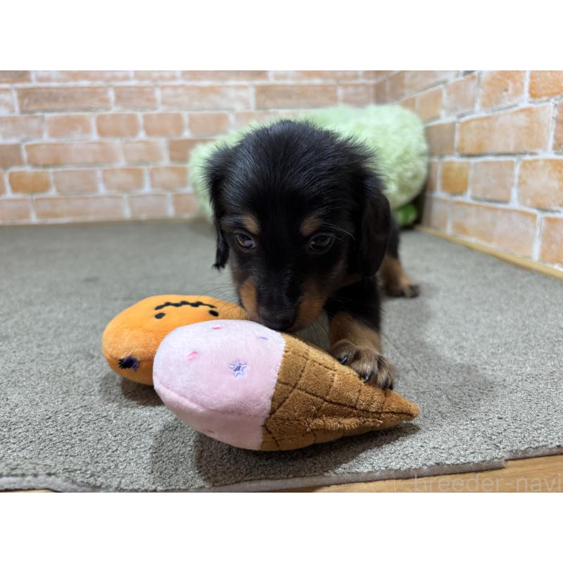 販売中の奈良県のカニンヘンダックスフンド(ロングヘアード)-433398の8枚目