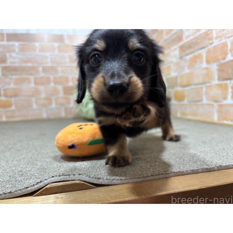 販売中の奈良県のカニンヘンダックスフンド(ロングヘアード)-433398の7枚目