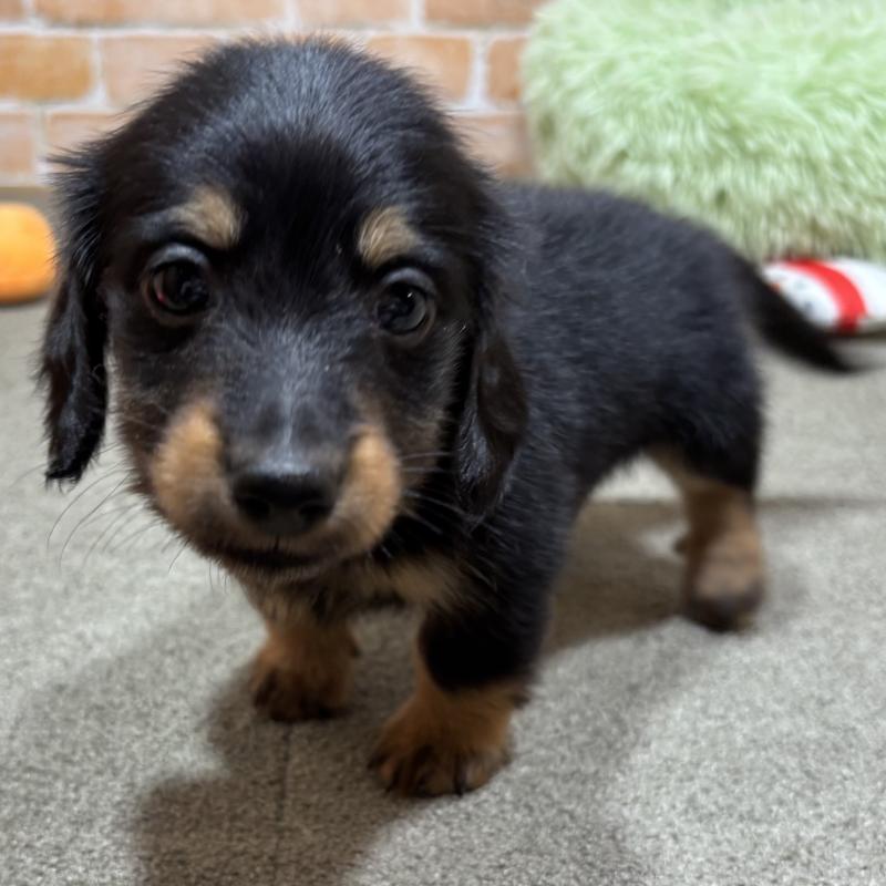 販売中の奈良県のカニンヘンダックスフンド(ロングヘアード)-433398の6枚目