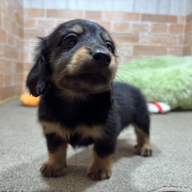 販売中の奈良県のカニンヘンダックスフンド(ロングヘアード)-433398の5枚目