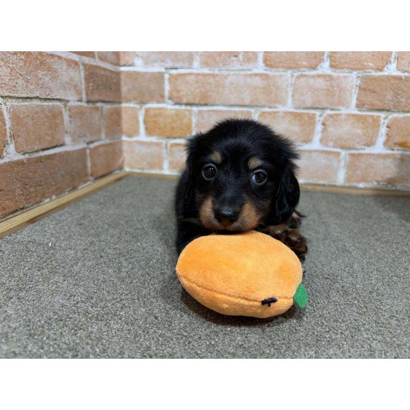 販売中の奈良県のカニンヘンダックスフンド(ロングヘアード)-433398の4枚目