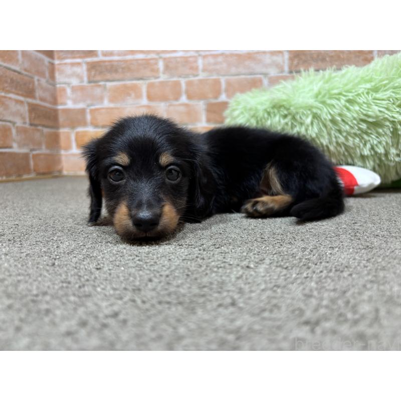 販売中の奈良県のカニンヘンダックスフンド(ロングヘアード)-433398の3枚目