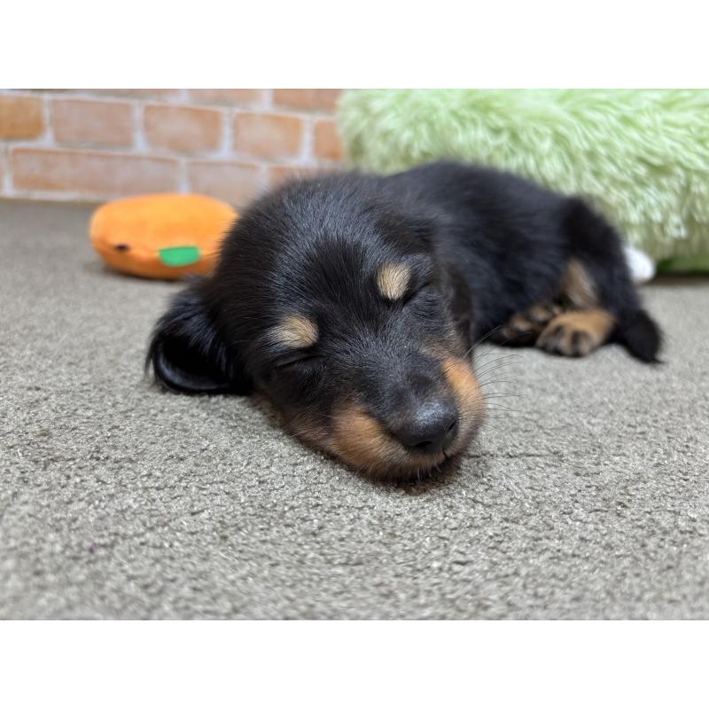 販売中の奈良県のカニンヘンダックスフンド(ロングヘアード)-433398の2枚目