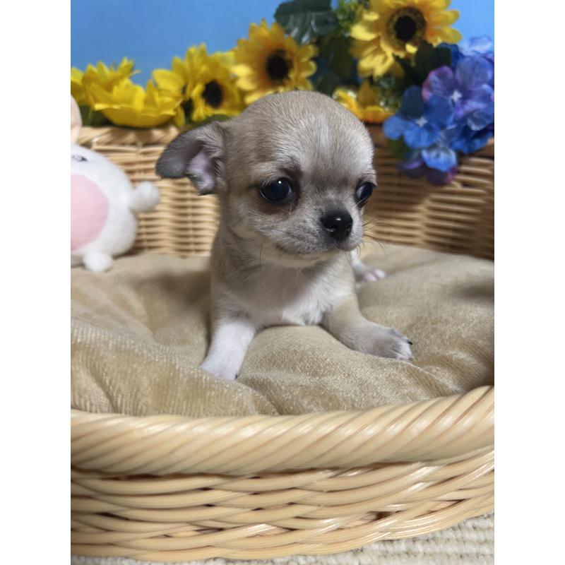 成約済の福岡県のチワワ(ロングコート)-432202の7枚目