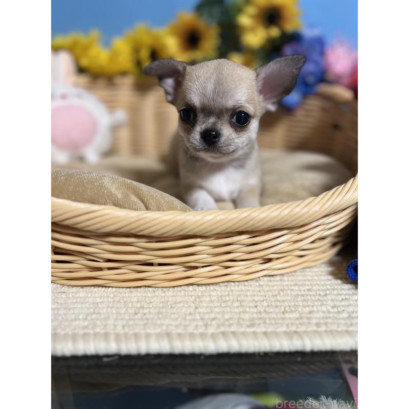 成約済の福岡県のチワワ(ロングコート)-432202の6枚目