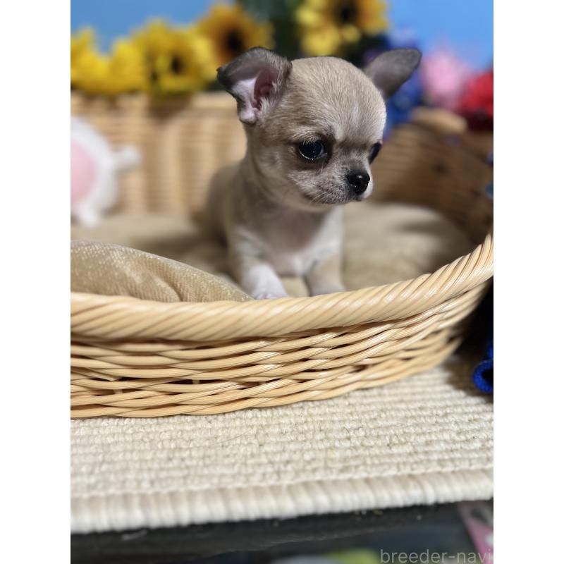 成約済の福岡県のチワワ(ロングコート)-432202の5枚目