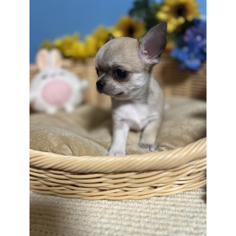 成約済の福岡県のチワワ(ロングコート)-432202の4枚目