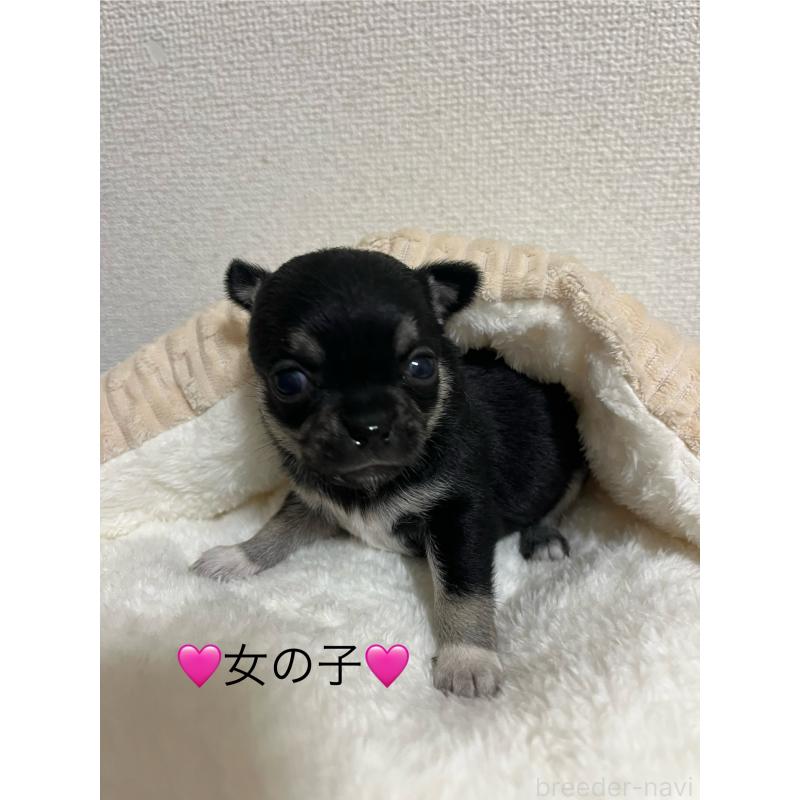 販売中の熊本県のチワワ(スムースコート)-431863