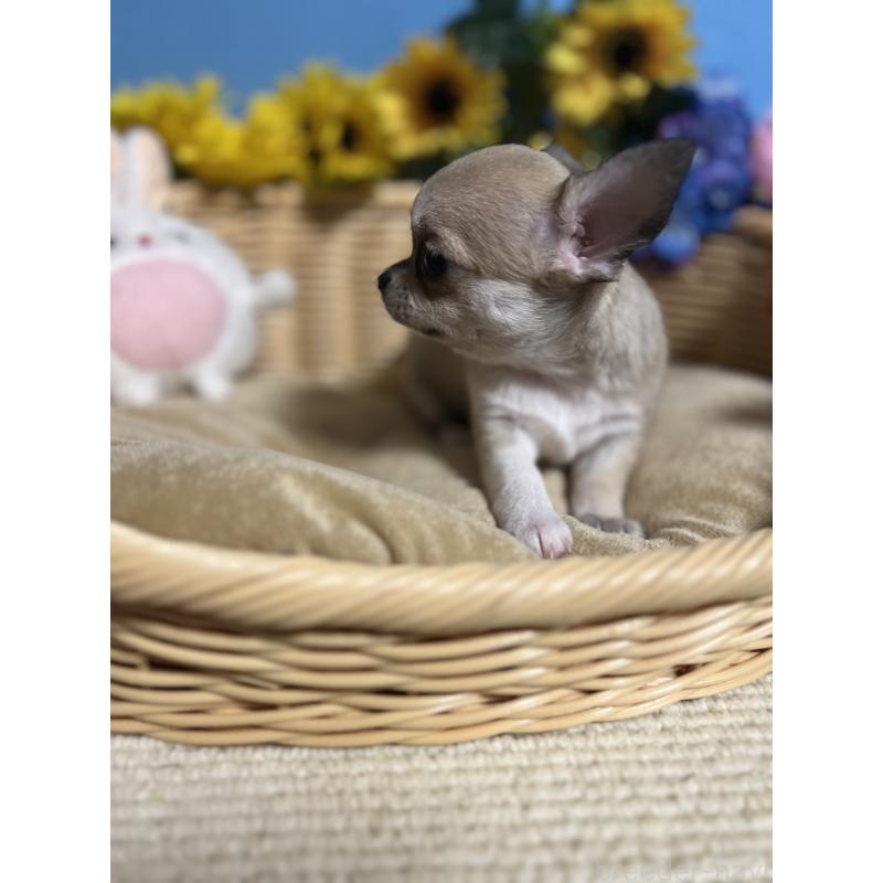 成約済の福岡県のチワワ(ロングコート)-432202の3枚目