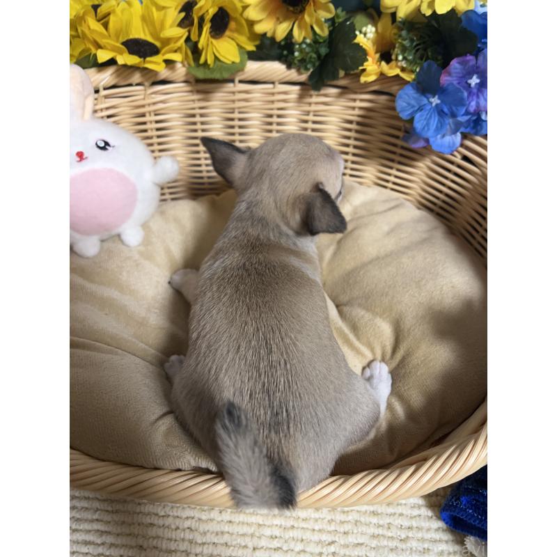 成約済の福岡県のチワワ(ロングコート)-432202の2枚目