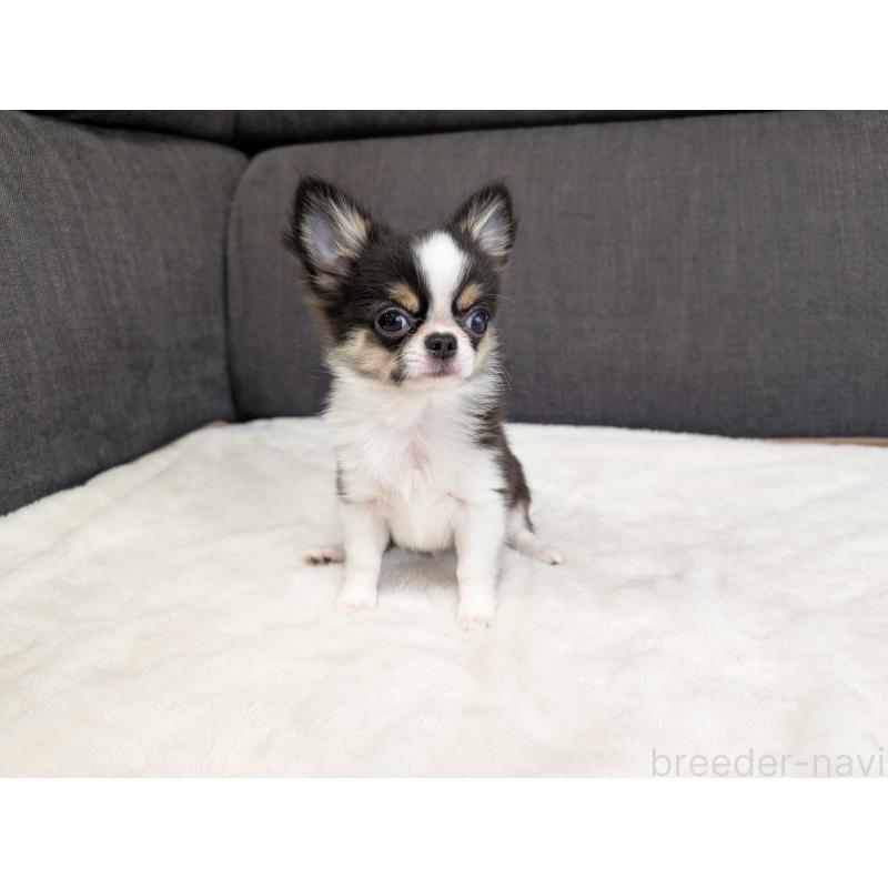 成約済の愛知県のチワワ(ロングコート)-420128の19枚目