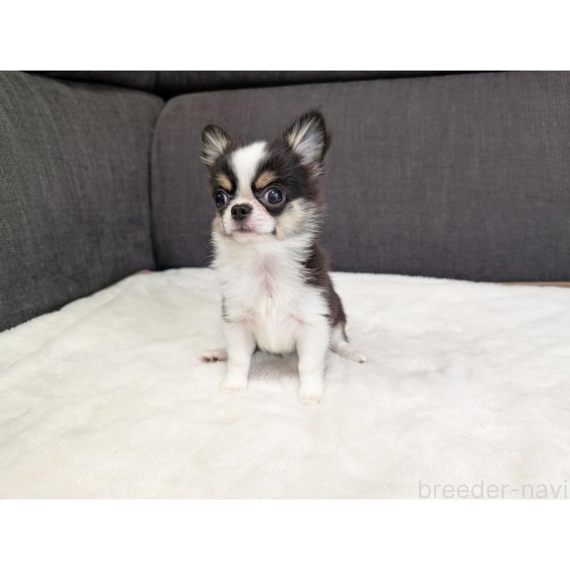 成約済の愛知県のチワワ(ロングコート)-420128の18枚目