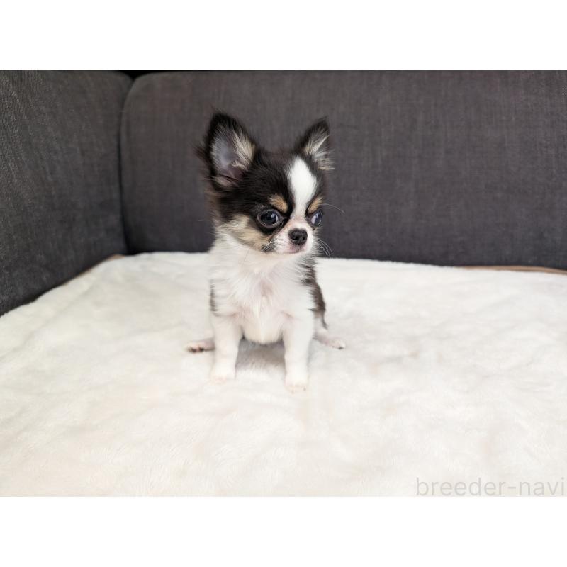 成約済の愛知県のチワワ(ロングコート)-420128の17枚目