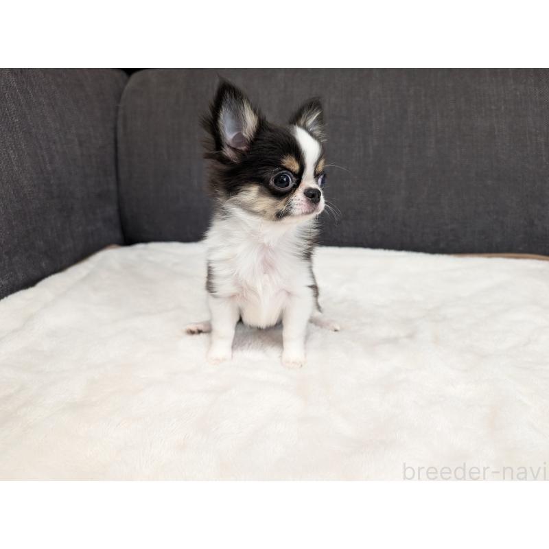 成約済の愛知県のチワワ(ロングコート)-420128の16枚目