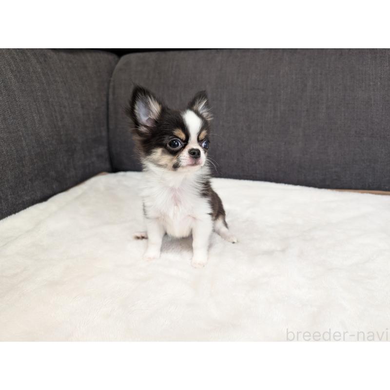 成約済の愛知県のチワワ(ロングコート)-420128の15枚目