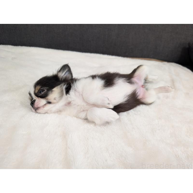 成約済の愛知県のチワワ(ロングコート)-420128の14枚目