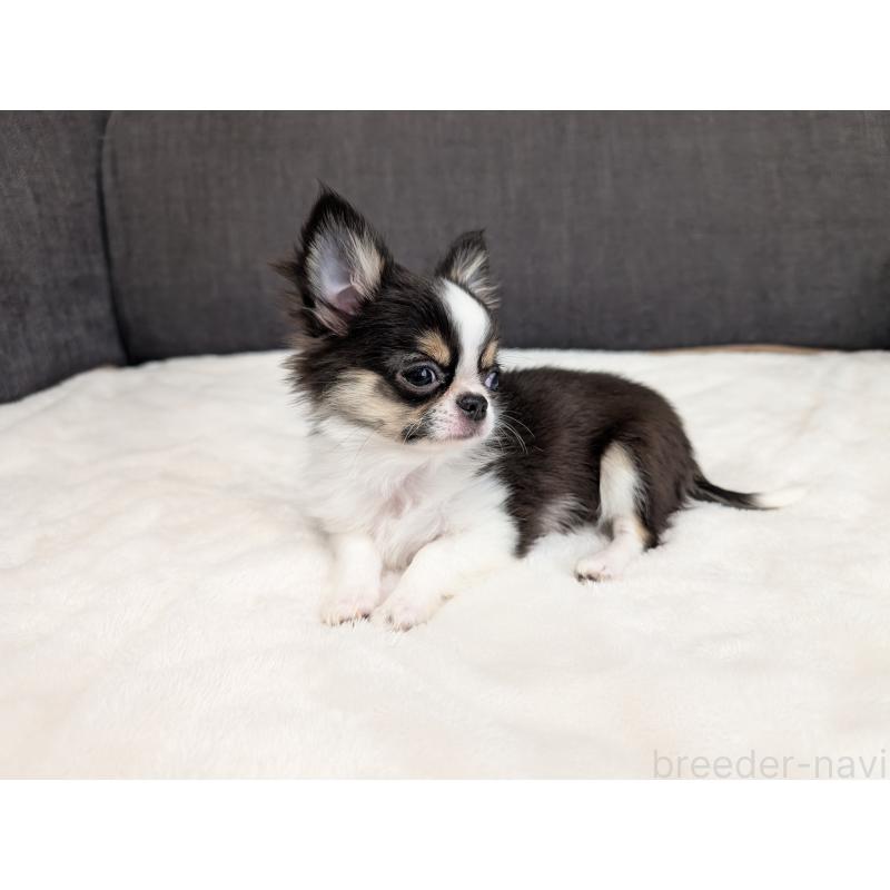 成約済の愛知県のチワワ(ロングコート)-420128の13枚目