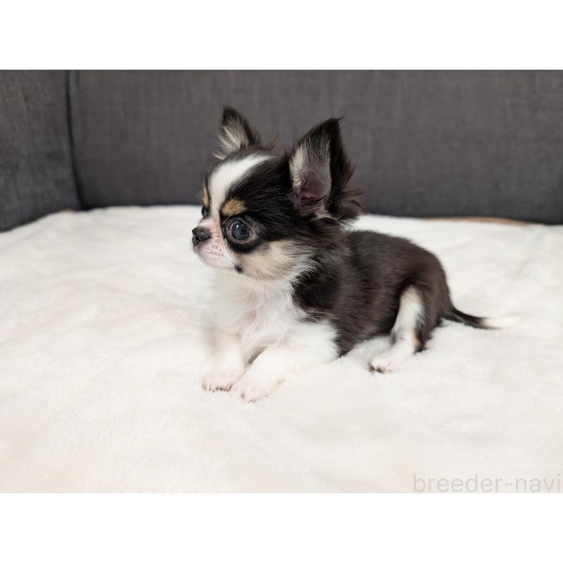 成約済の愛知県のチワワ(ロングコート)-420128の12枚目