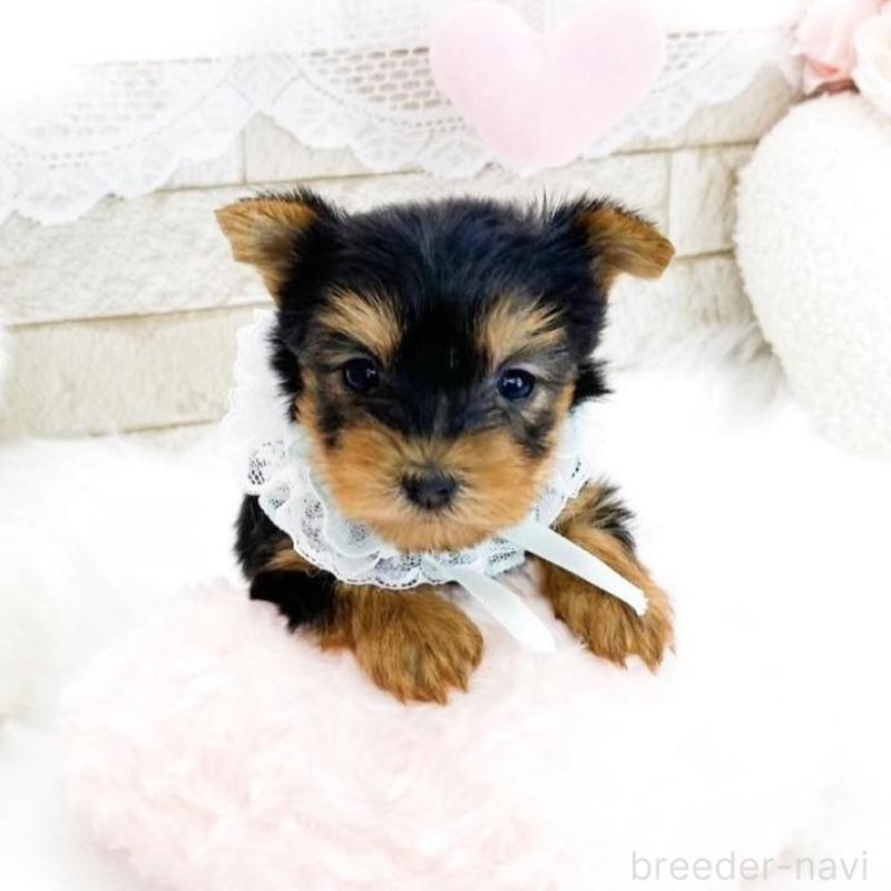 販売中の滋賀県のヨークシャーテリア-433431