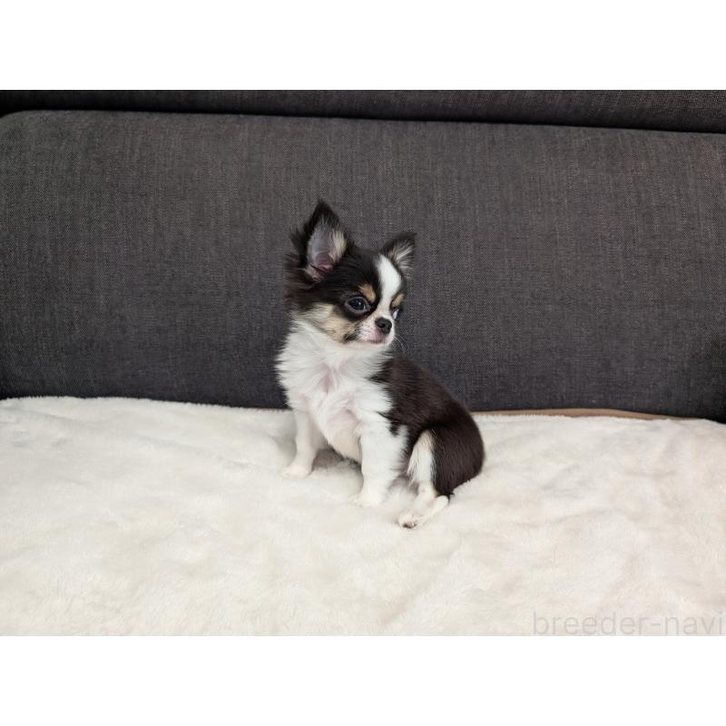 成約済の愛知県のチワワ(ロングコート)-420128の10枚目