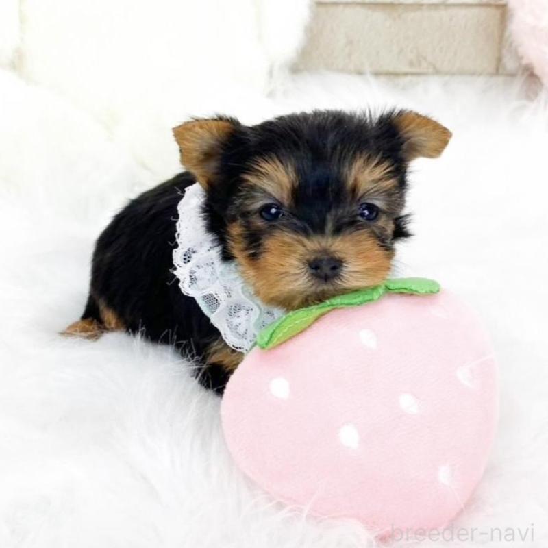 販売中の滋賀県のヨークシャーテリア-433431の3枚目