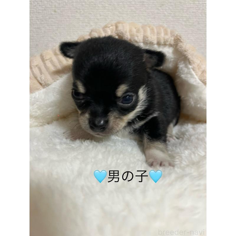 販売中の熊本県のチワワ(スムースコート)-431858