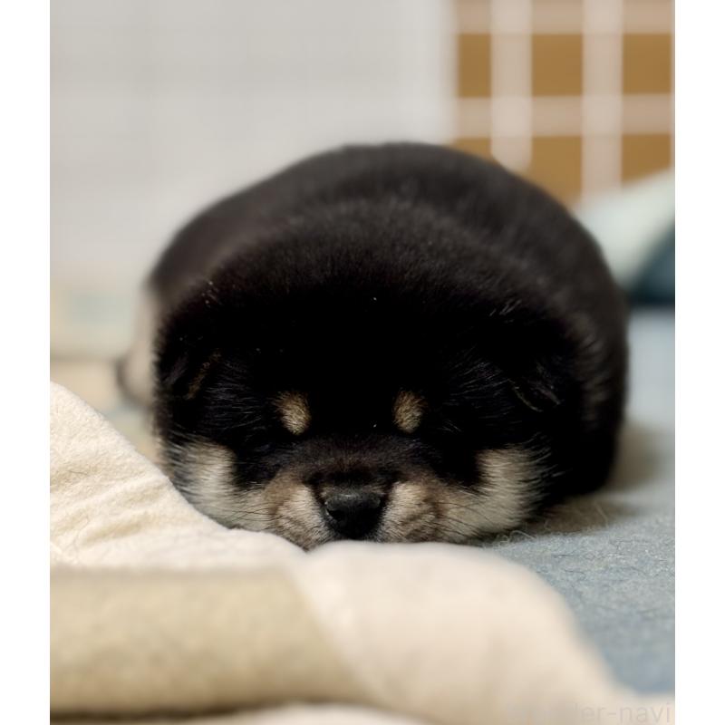 成約済の和歌山県の豆柴-432414の8枚目