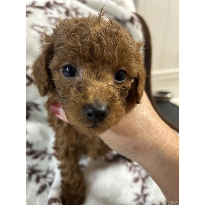 販売中の熊本県のトイプードル-428098