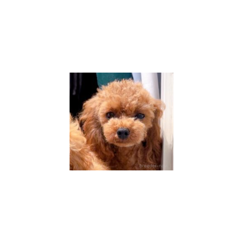 ルディくん1枚目