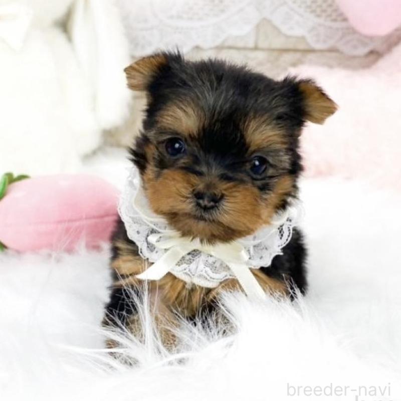 販売中の滋賀県のヨークシャーテリア-433433の1枚目