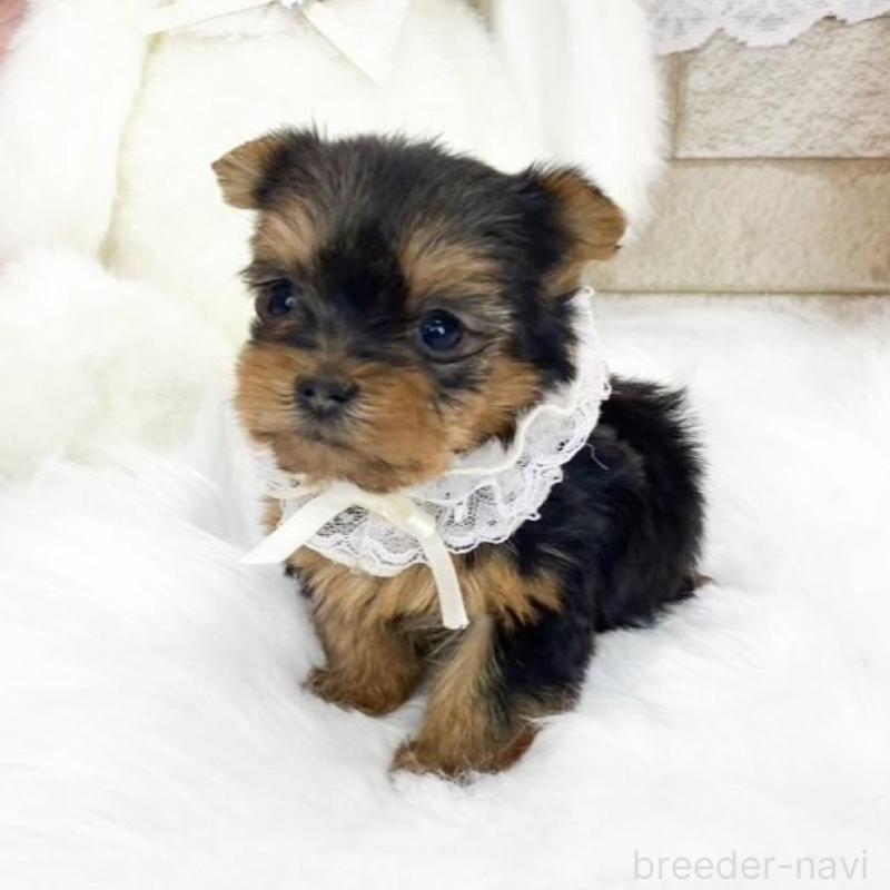 販売中の滋賀県のヨークシャーテリア-433433の3枚目