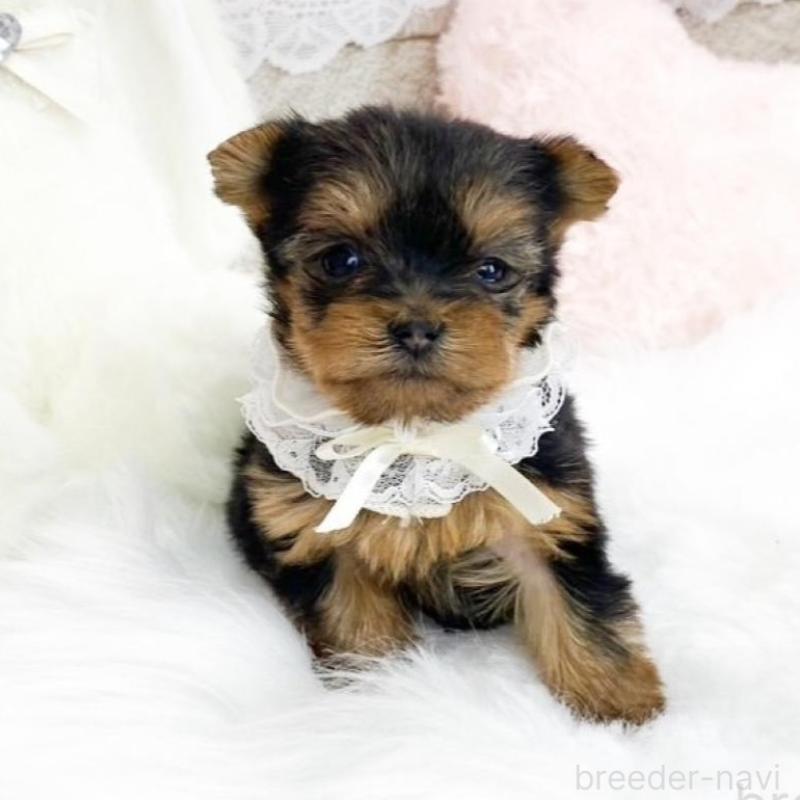 販売中の滋賀県のヨークシャーテリア-433433の2枚目