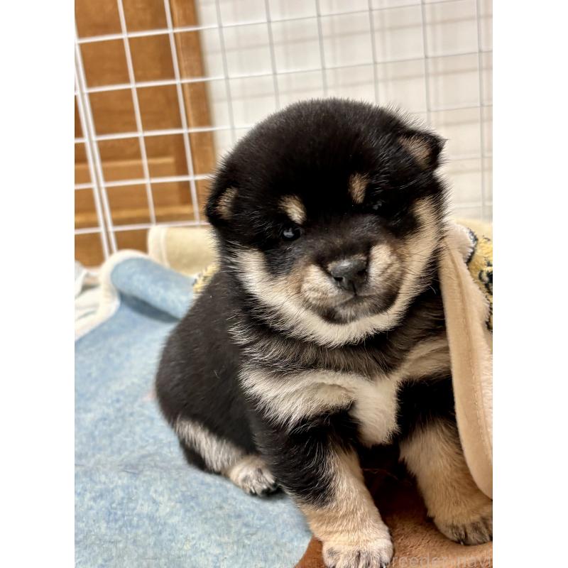 成約済の和歌山県の豆柴-432414の7枚目