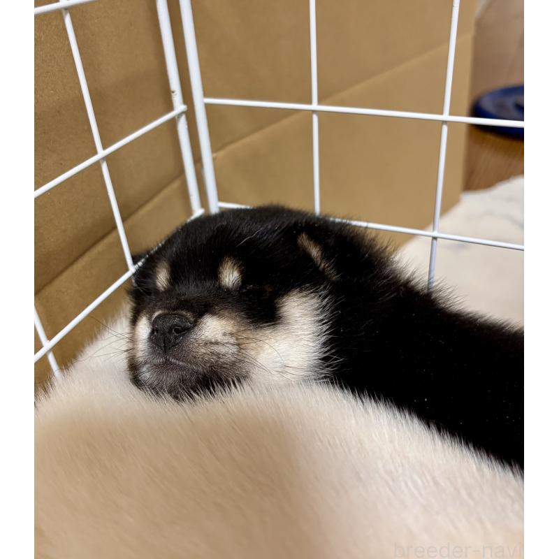 成約済の和歌山県の豆柴-432414の6枚目