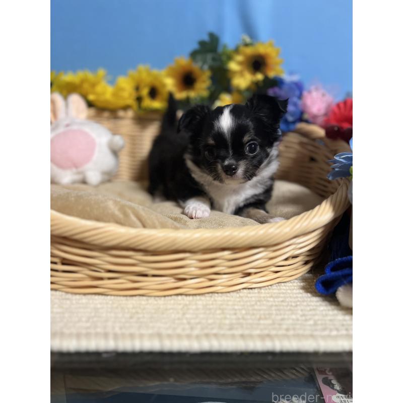 成約済の福岡県のチワワ(ロングコート)-432205の9枚目