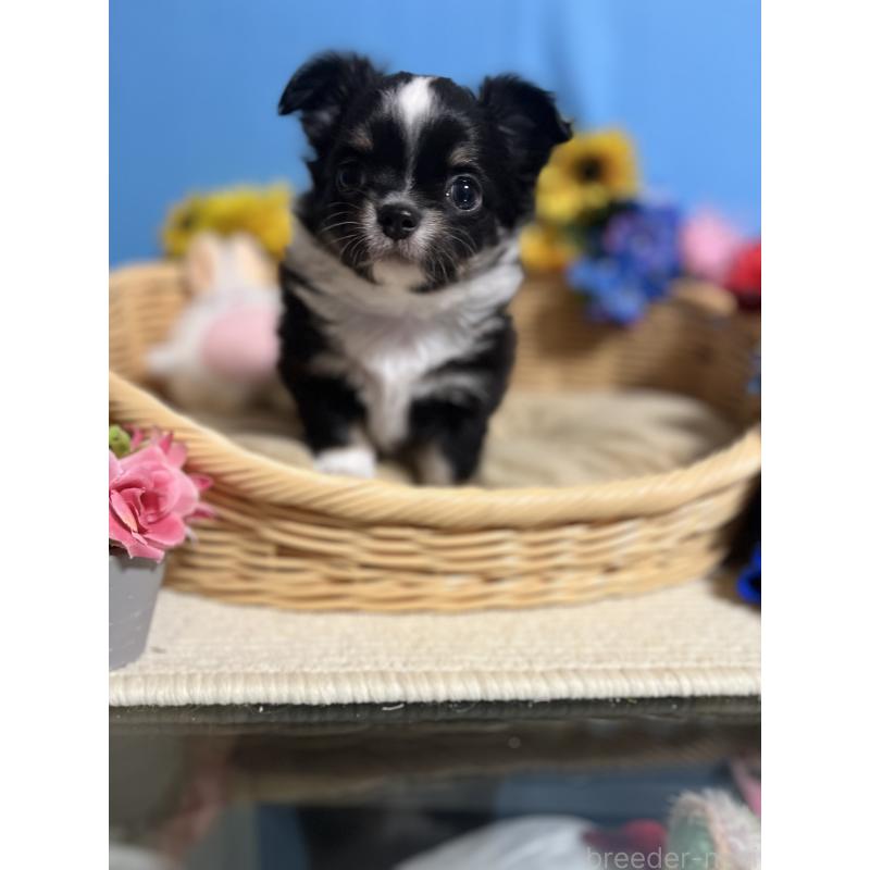 成約済の福岡県のチワワ(ロングコート)-432205の8枚目