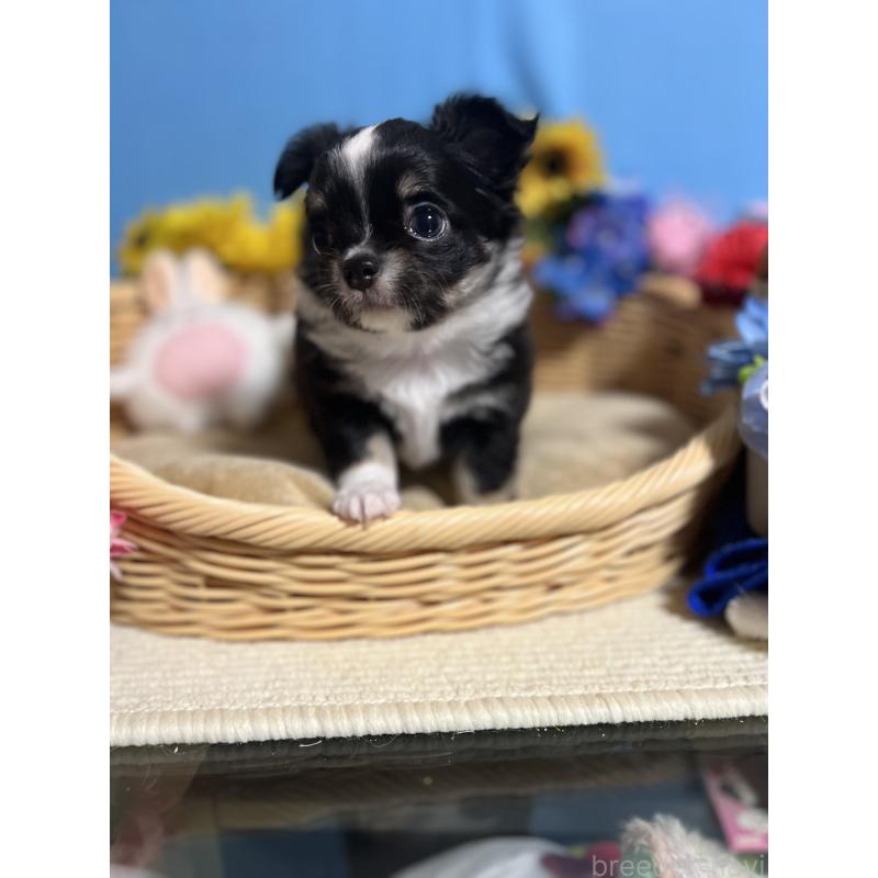 成約済の福岡県のチワワ(ロングコート)-432205の7枚目