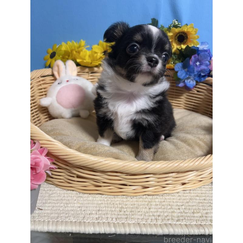 成約済の福岡県のチワワ(ロングコート)-432205の5枚目