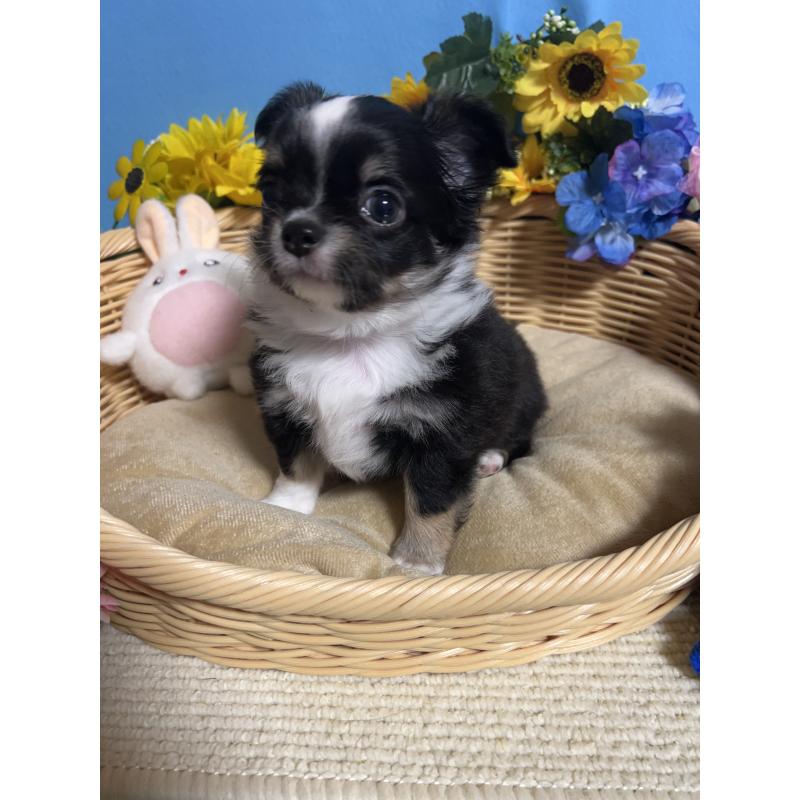 成約済の福岡県のチワワ(ロングコート)-432205の4枚目