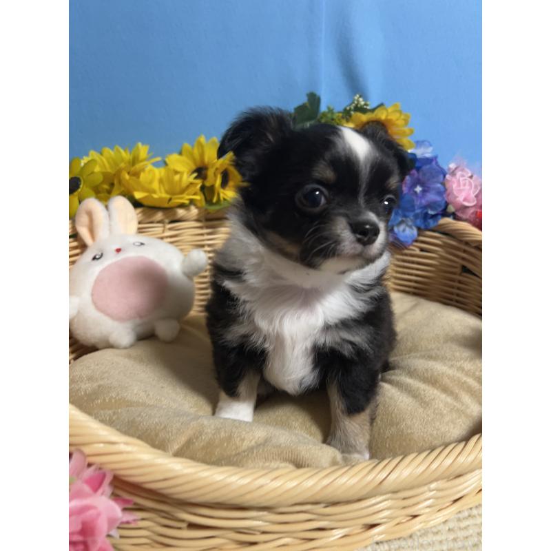 成約済の福岡県のチワワ(ロングコート)-432205の3枚目