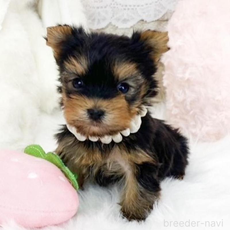 販売中の滋賀県のヨークシャーテリア-433434