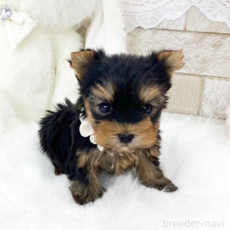 販売中の滋賀県のヨークシャーテリア-433434の3枚目