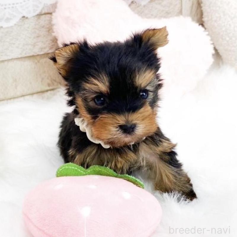 販売中の滋賀県のヨークシャーテリア-433434の2枚目