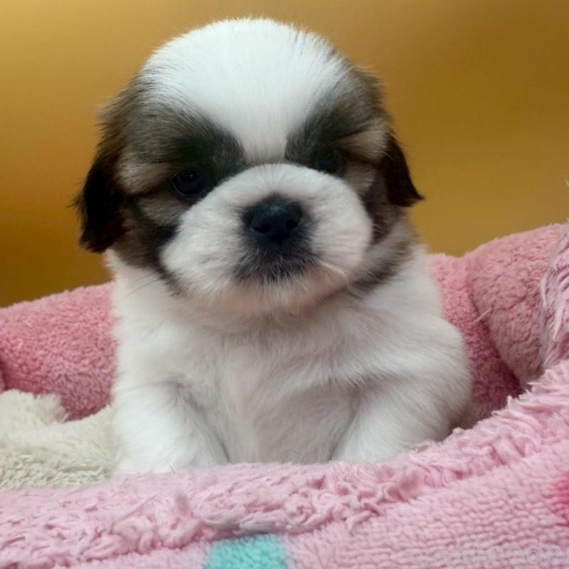 販売中の東京都のシーズー-433435