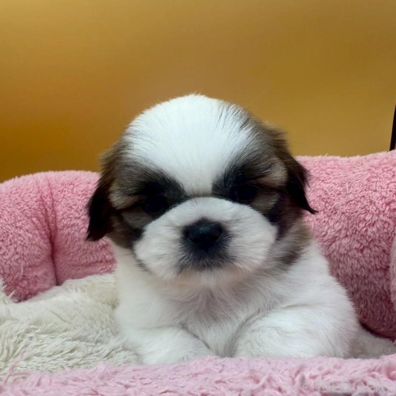 販売中の東京都のシーズー-433435の4枚目