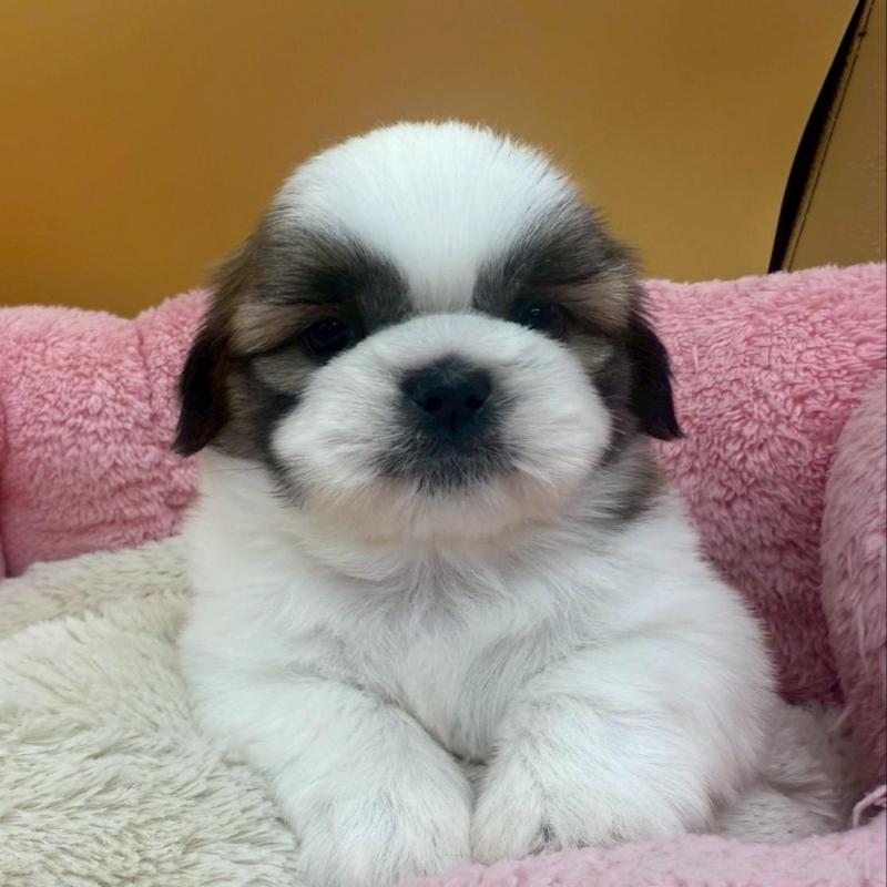 販売中の東京都のシーズー-433435の3枚目