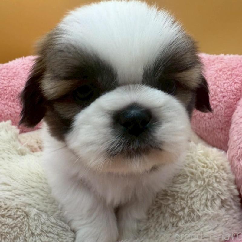 販売中の東京都のシーズー-433435の2枚目