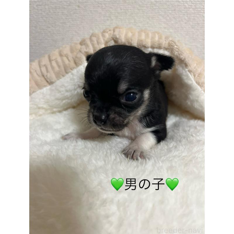 販売中の熊本県のチワワ(スムースコート)-431861