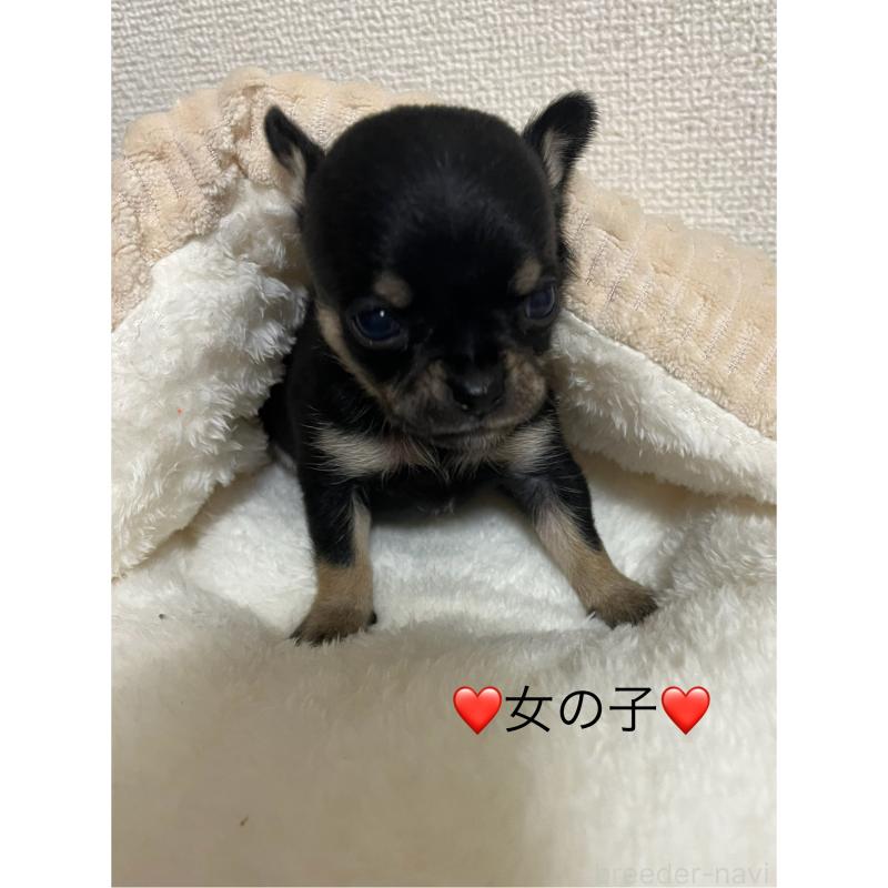 販売中の熊本県のチワワ(スムースコート)-431862